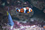 Territory Wildlife Park Clown Fish